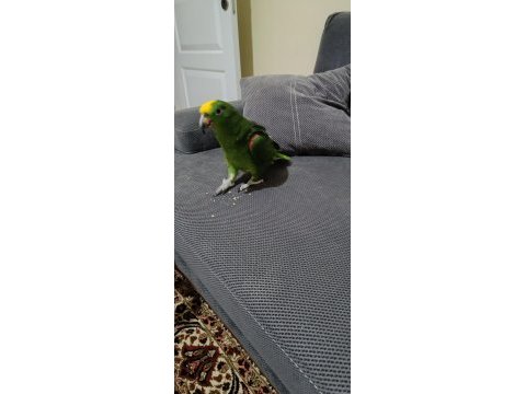 Sarı alınlı amazon papağanı (amazona ochrocephala)