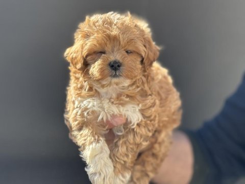 En güzel maltipoo yavrular ziyarete açık