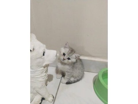 Safkan british shorthair yavrular