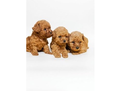 Mükemmel toy poodle yavrular