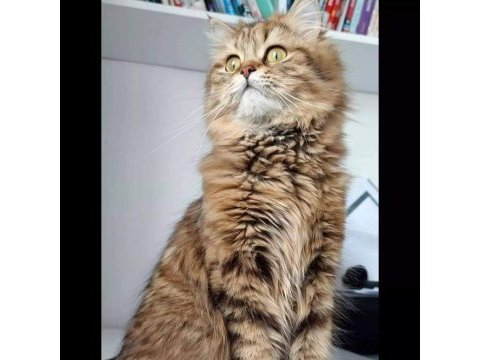 British longhair golden black