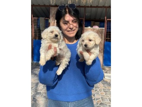 Sevimli maltese terrier yavrularımız