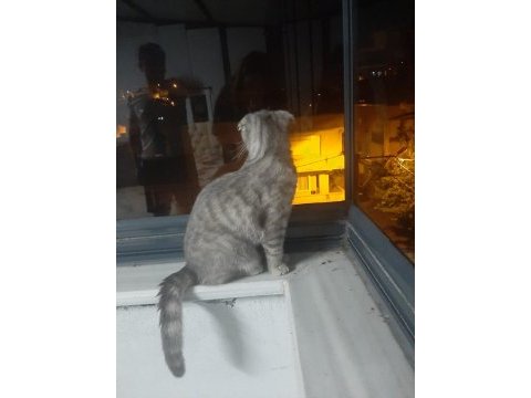 Bursa içi sahiplendirilecek scottish fold