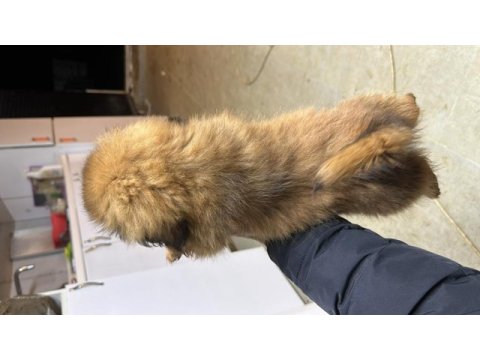 45 günlük erkek dişi pekinez yavruları