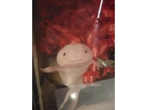 Axolotl meksika semenderi