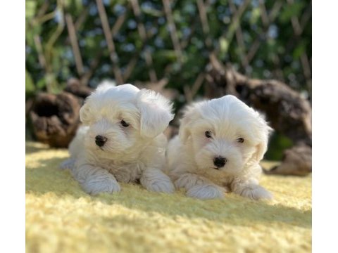Güzeller güzeli maltese terrier yavrular