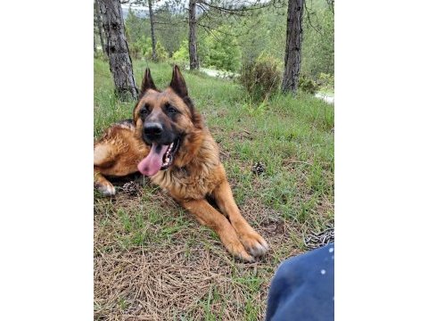 Showline dişi alman çoban köpeği