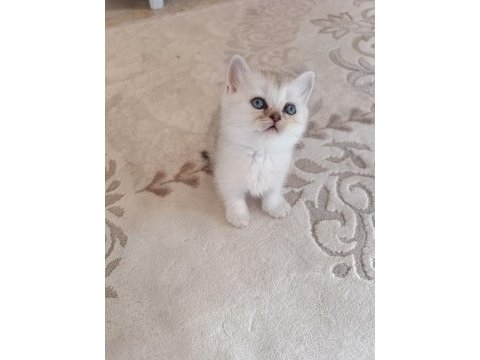 Safkan british shorthair yavrularımız