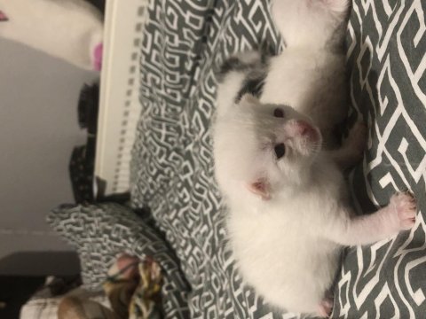 British shorthair bebeklerimiz sahiplendirilcektir