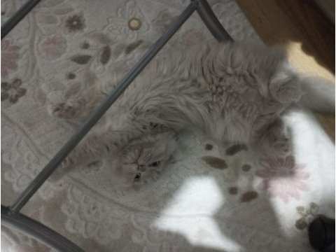 Scottish fold sevimli oğlumuzu sahiplendiriyoruz