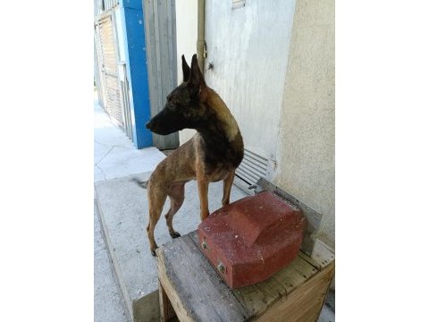 9 aylık dişi bol maskeli malinois