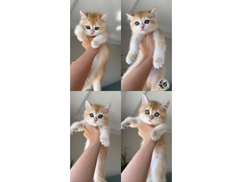 En güzel golden british shorthair yavrular