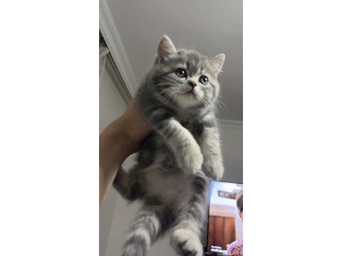 Güzeller güzelimiz kedimiz