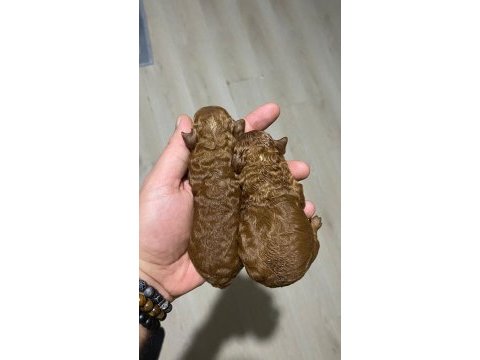 Red brown renk kore kan poodle bebekler