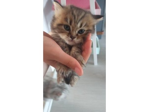 British shorthair yavrumuz