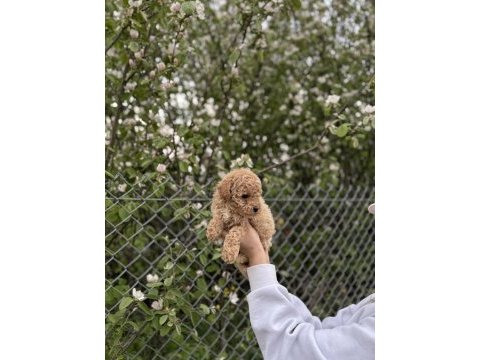 Poodle yavrumuz yeni yuvasını arıyor