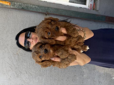 Maltipoo yavrularım sağlık ve ırk garantilidir