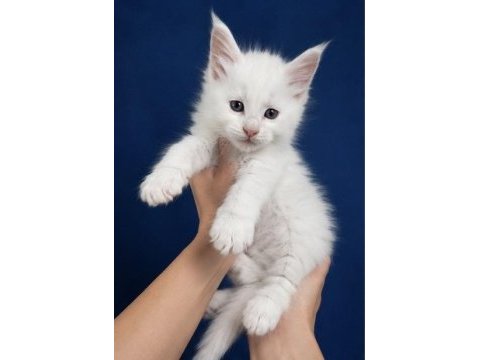 Xxxl bembeyaz maine coon yavrularımız