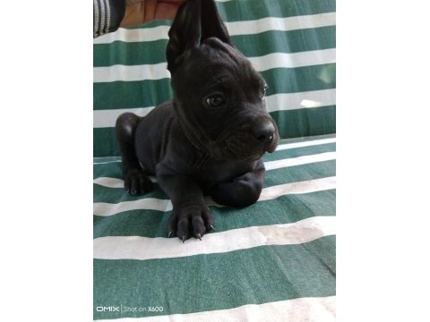 Cane corso yavrularımız ırk garantilidir
