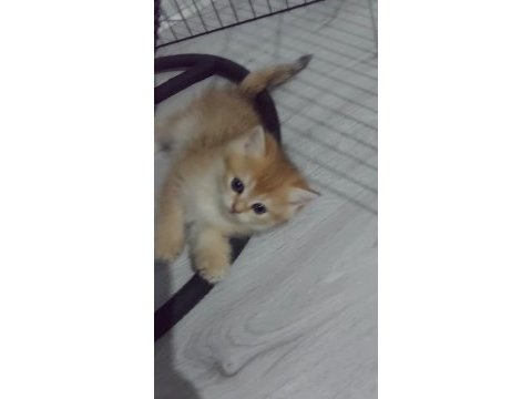 Safkan british shorthair ister şecereli ister şeceresiz