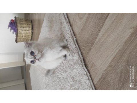 Scottish fold kısırlaştırma şartı ile