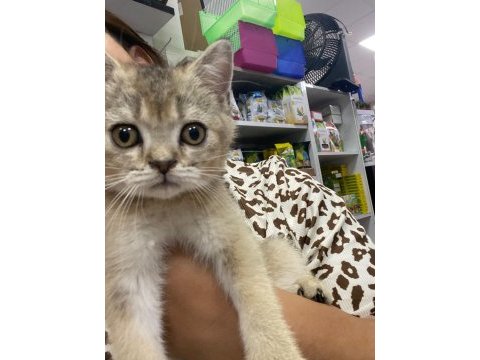Yavru kedi