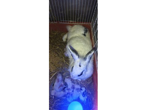 Yavru ve damızlık anaç tavşan bulunur