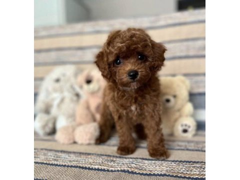 Kızıl kahve mükemmel toy boy poodle