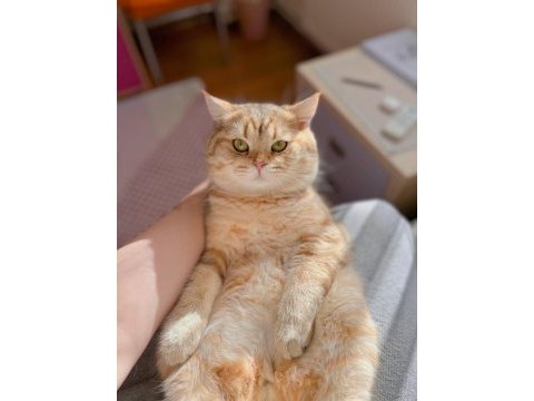 Kedi eş bulma british shorthair