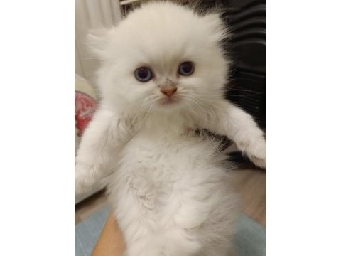 Scottish straight ve scottish fold yavrularım