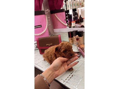 Toy poodle dişi ve erkek yavrumuz