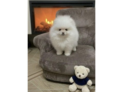 Pomeranian boo kar beyaz erkek prens