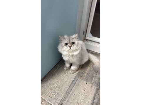 Kedimiz yumak yuva arıyor