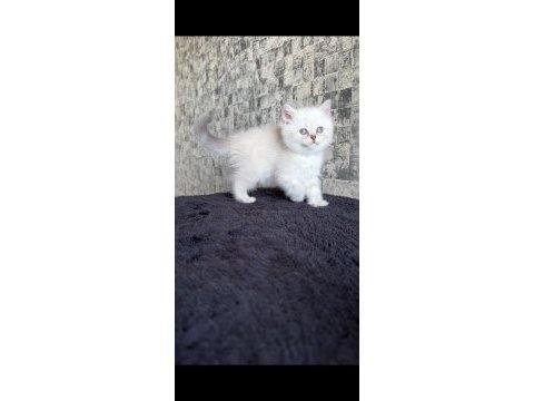 British shorthair dişi kedimiz