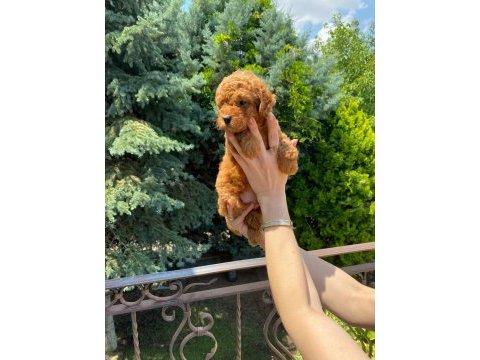Red brown toy poodle bebekler