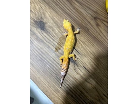 11 aylık dişi leopard gecko tramper sunglow