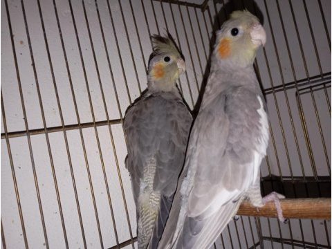 Ele alıştırmalık sultan papağanı yavrular