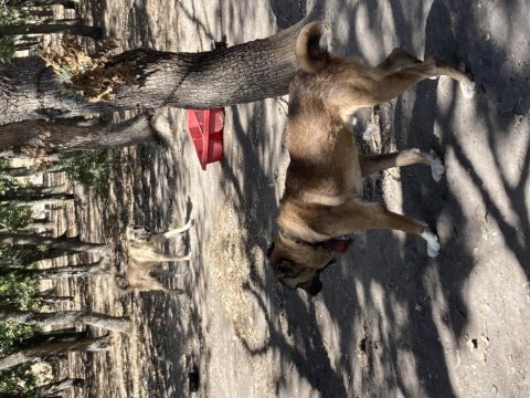 8 aylık 2 kardeş köpeğimiz