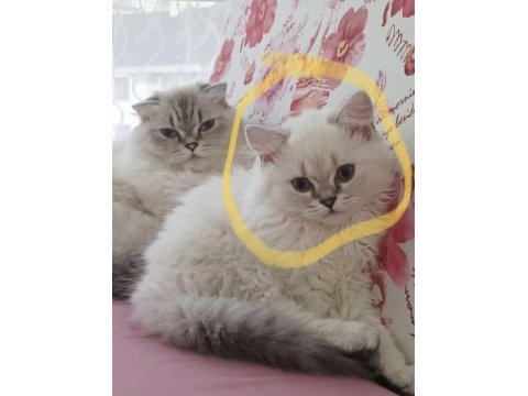 Kendi kedimin british longhair yavrusu