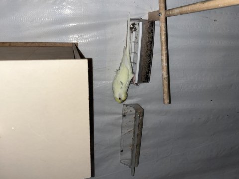 7 erkek ve 7 dişi üremeye hazır yetişkin muhabbet kuşlar
