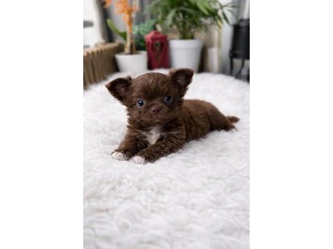 Çikolata wc eğitimli mini boy chihuahua