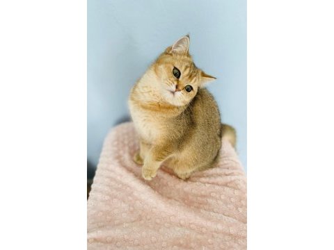 Kucak delisi british shorthair