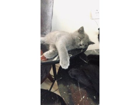 British shorthair 4 aylık yavru