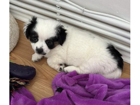 2 aylık dişi (anne=griffon - baba=maltese)