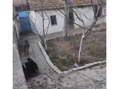 Alman kurdu yavruları