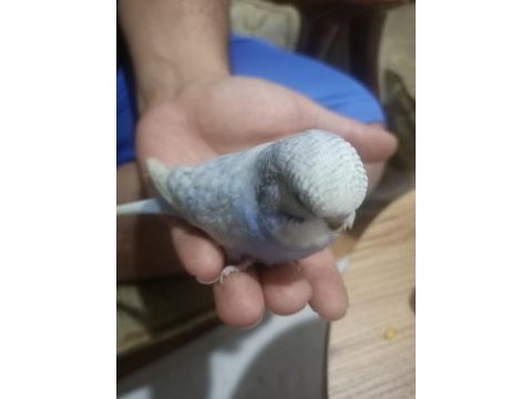 Ele alıştırmalık jumbo kırıkları kuşlarımız