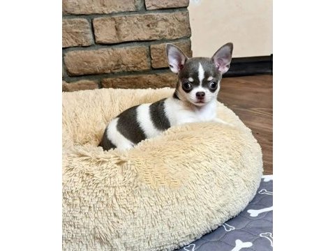 Dnya tatlısı chihuahua yavruları