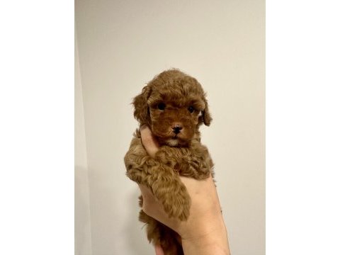 Toy poodle dişi yavru