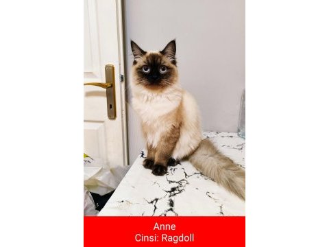 Anne ragdoll baba british shorthair