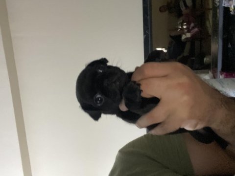 Siyahın en güzel tonu pug bebekler yeni evi için hazır